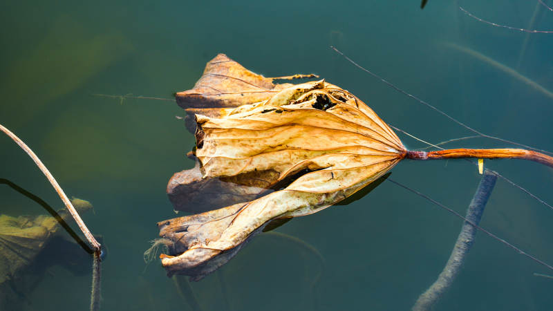 枯荷浮水图片