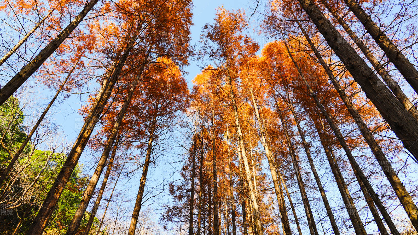 秋林仰望图片