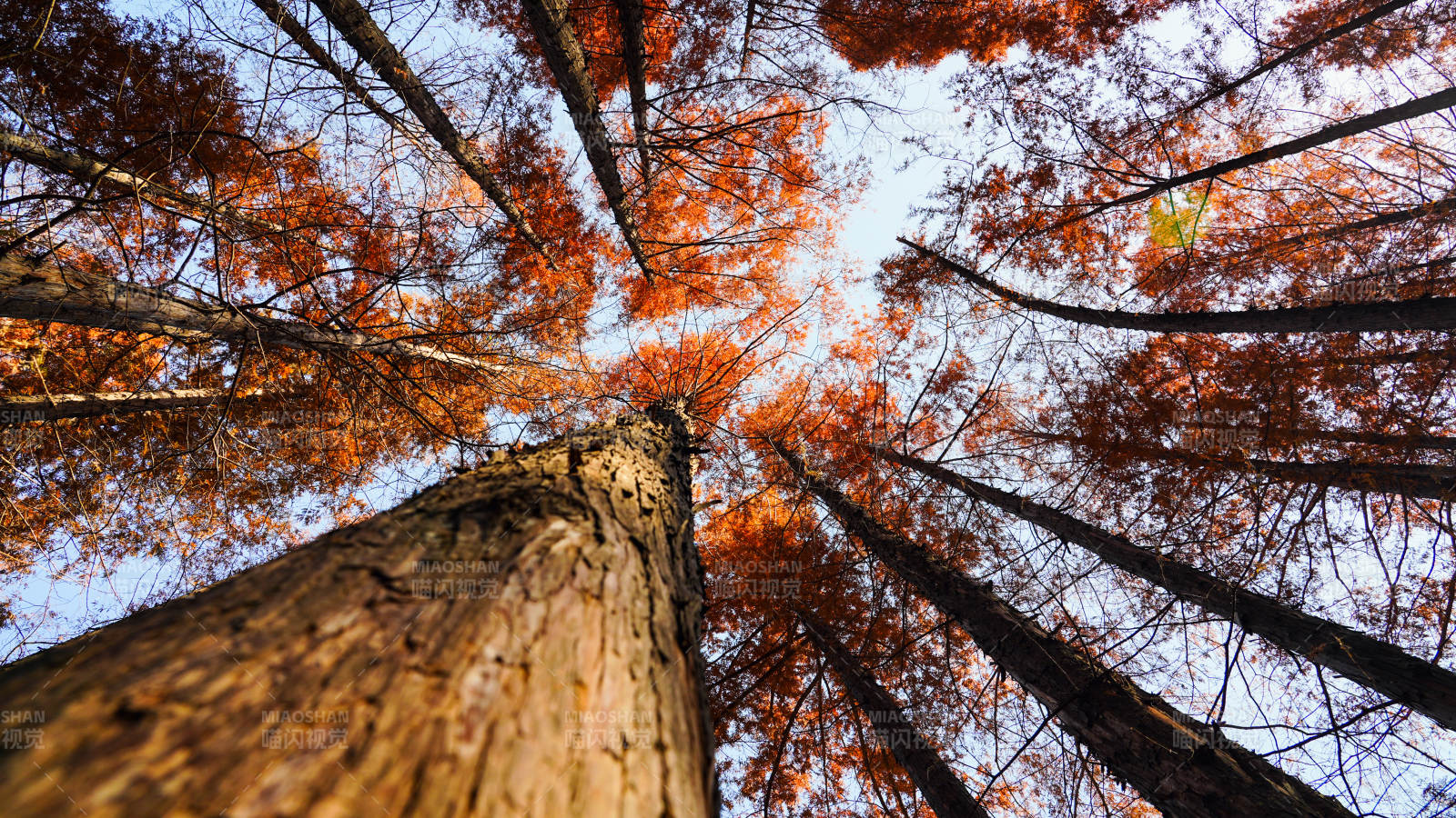 秋林仰望图片