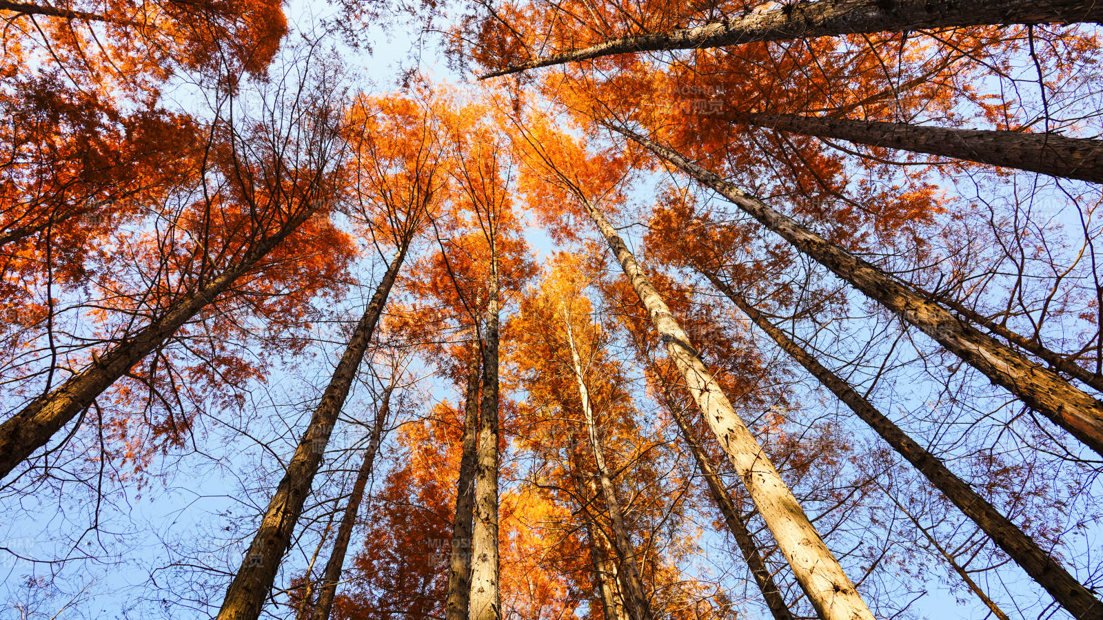 秋林仰望图片