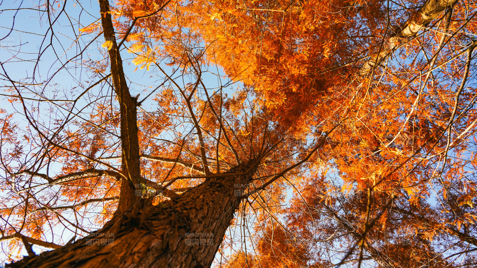 国家植物园杉树林秋树仰望图图片