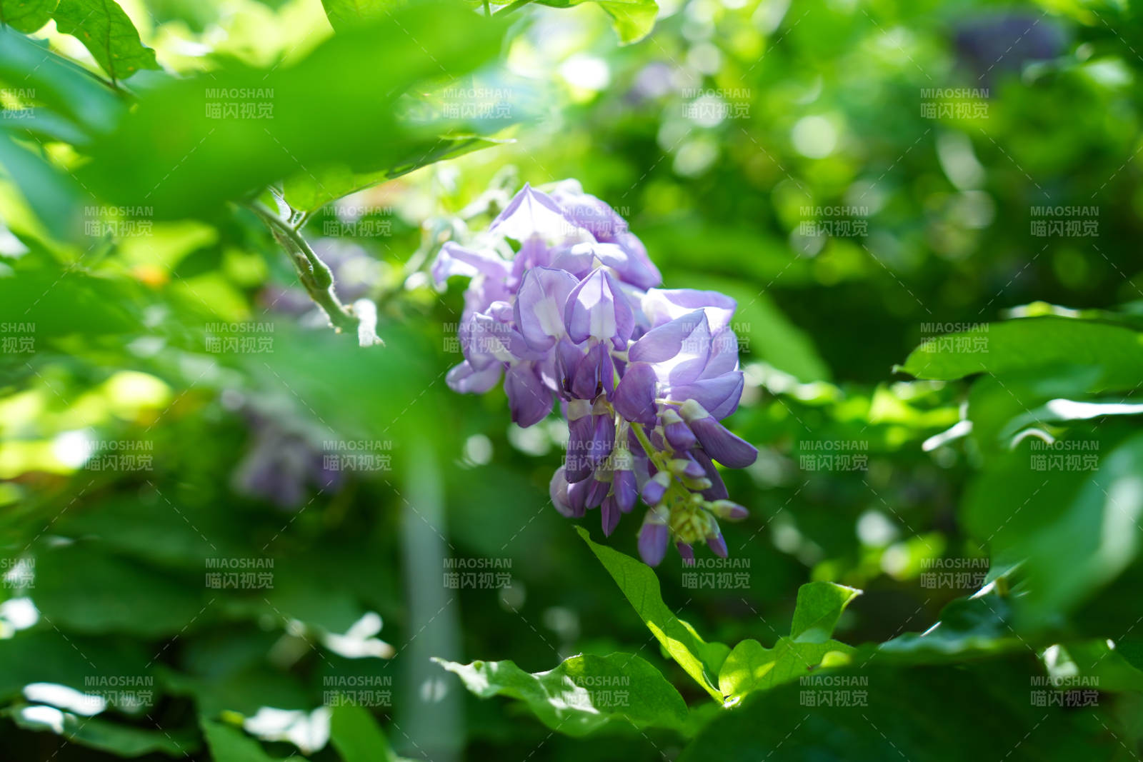 紫藤花在绿叶间绽放图片