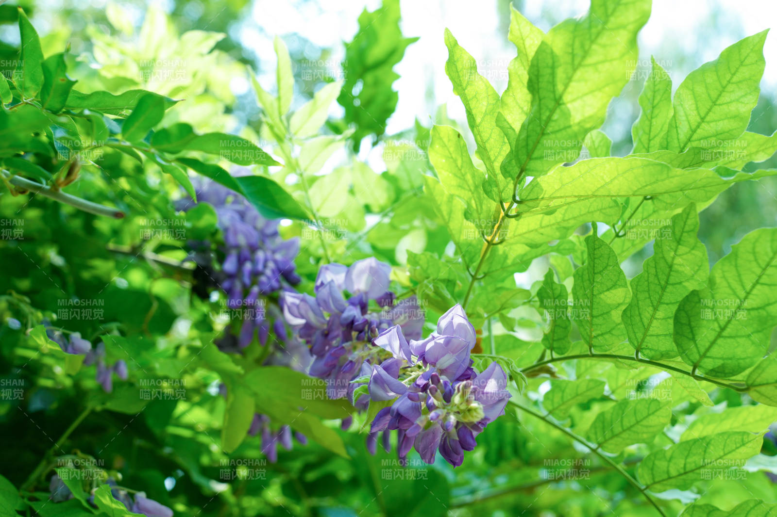 紫藤花在绿叶间绽放图片