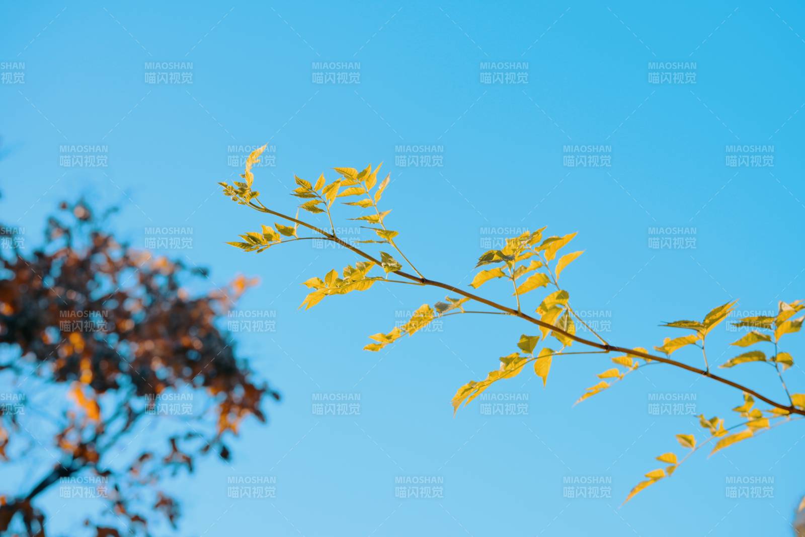 秋叶映蓝天图片