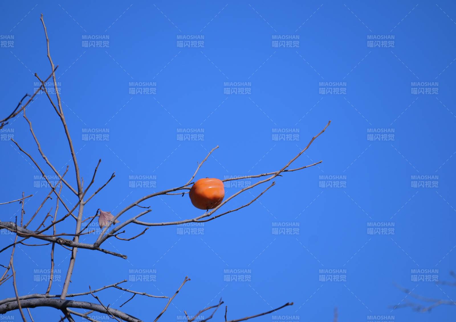 秋日柿子挂枝头图片