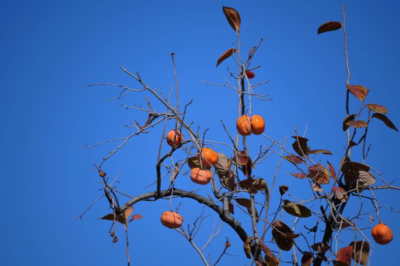 秋日柿子挂枝头图片