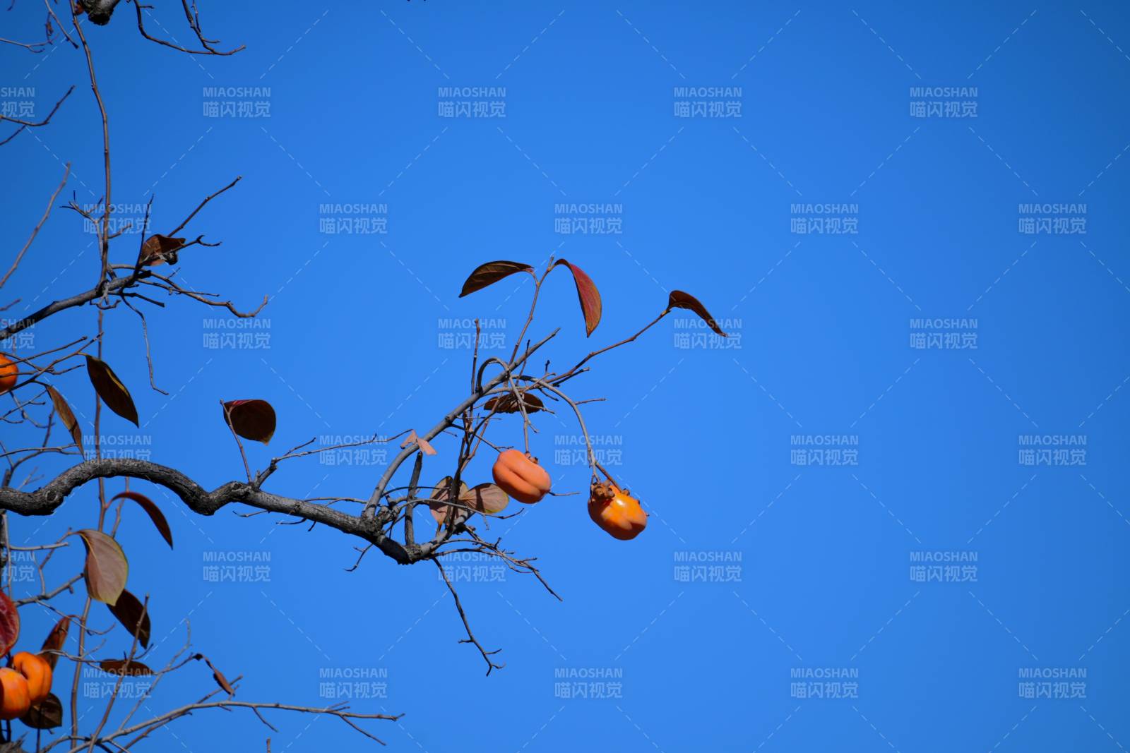 秋枝挂柿映蓝天图片