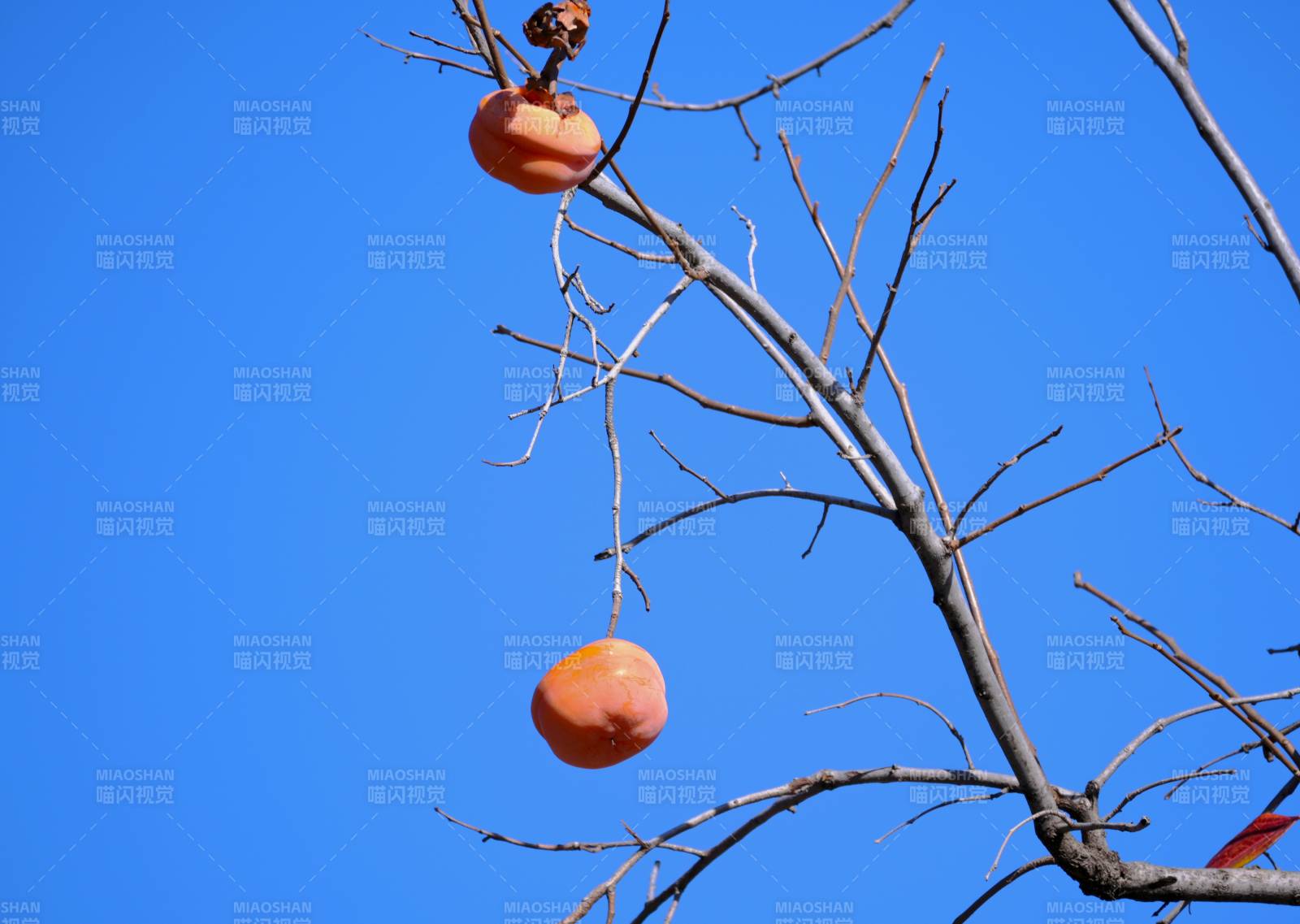 柿子挂枝头图片