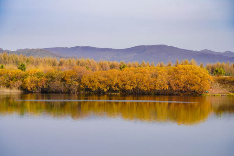 湖边秋树倒影图片