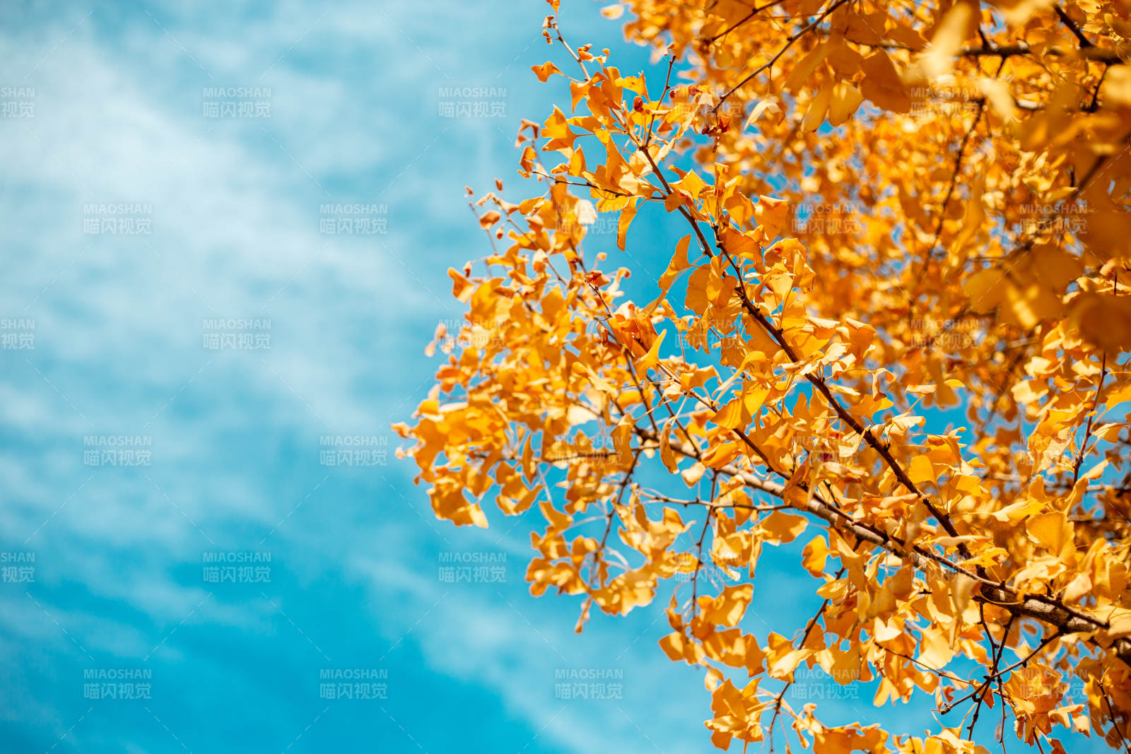 秋叶映蓝天图片