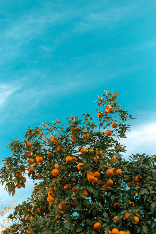 橙树蓝天图片