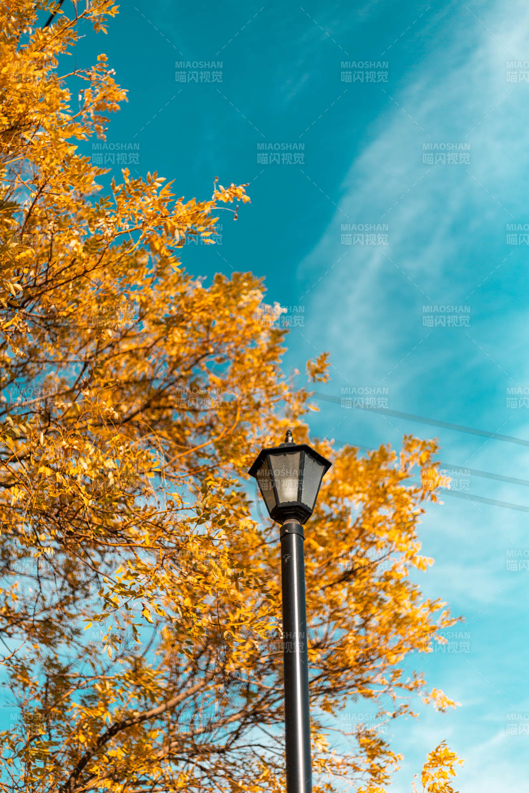 秋叶映灯 蓝天如洗图片