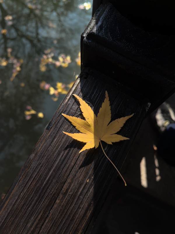 秋叶静卧木栏图片