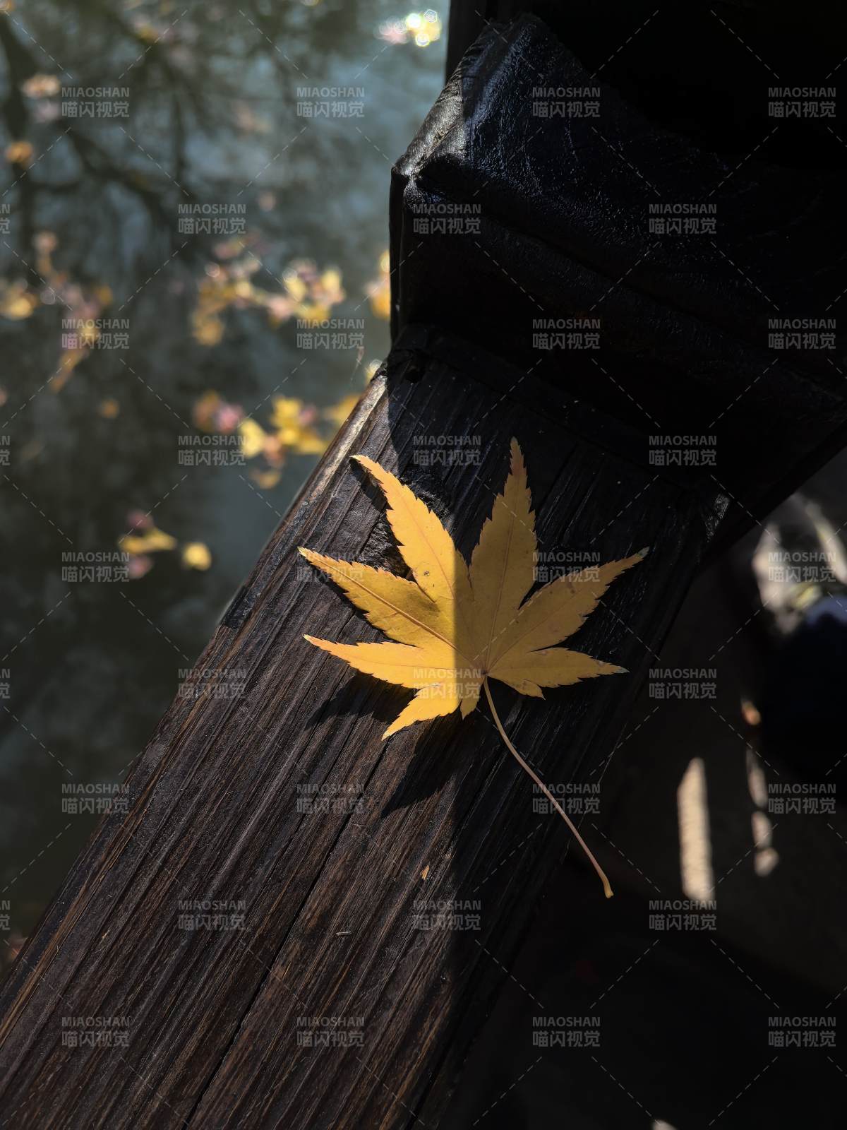 秋叶静卧木栏图片