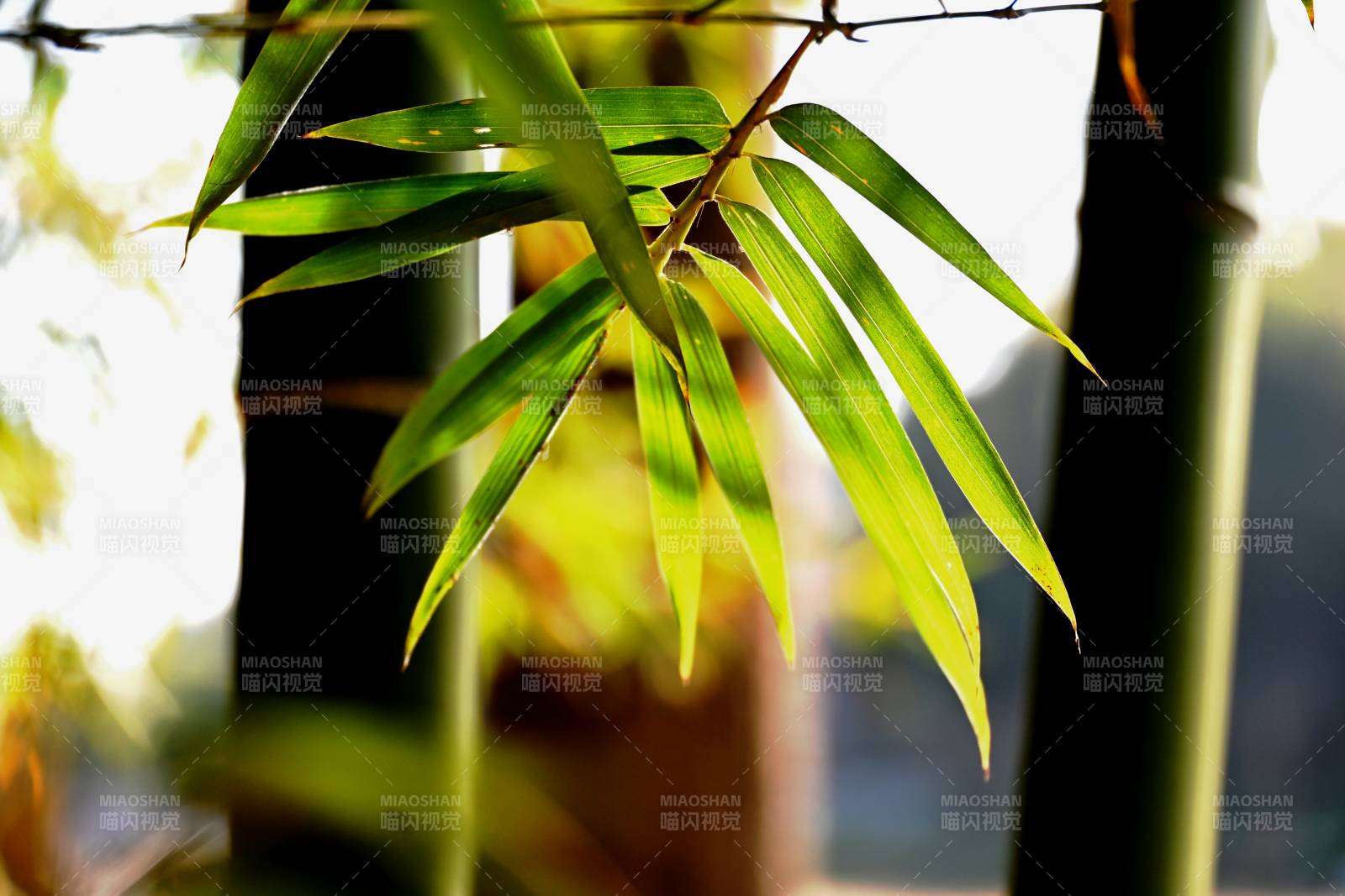 竹叶迎风轻舞图片