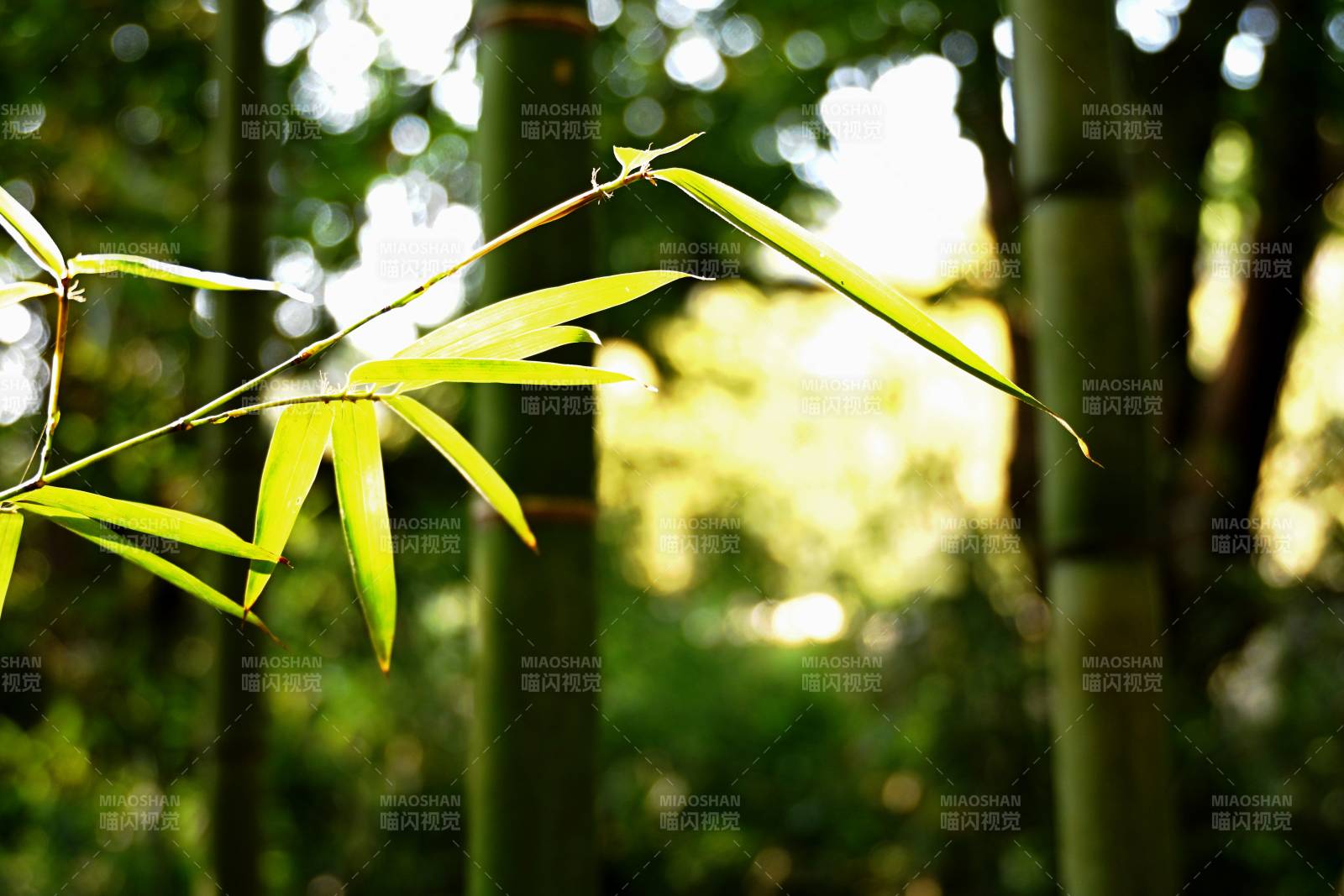 竹林光影图片