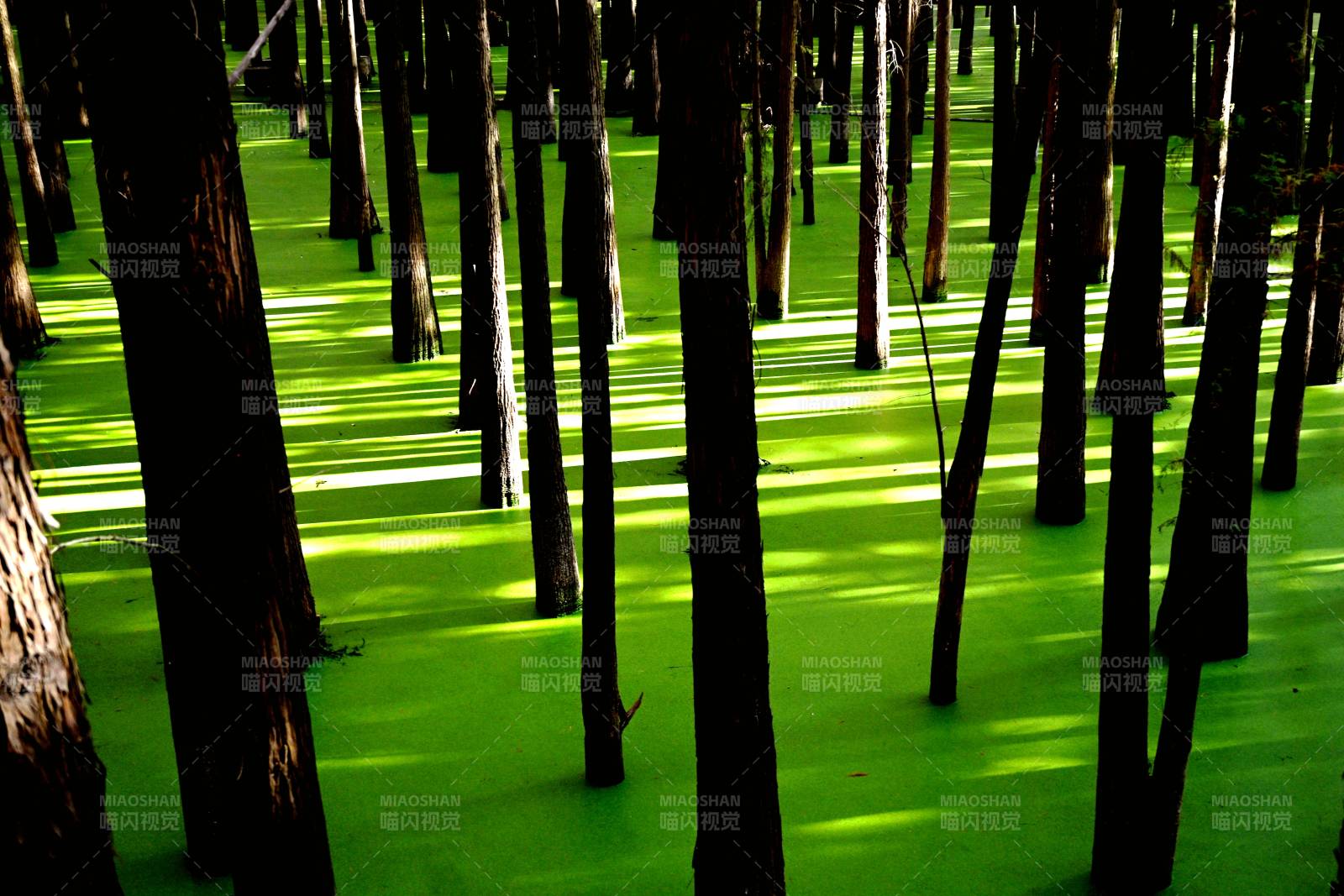 浙江青山湖水上森林浮萍覆盖水面图片
