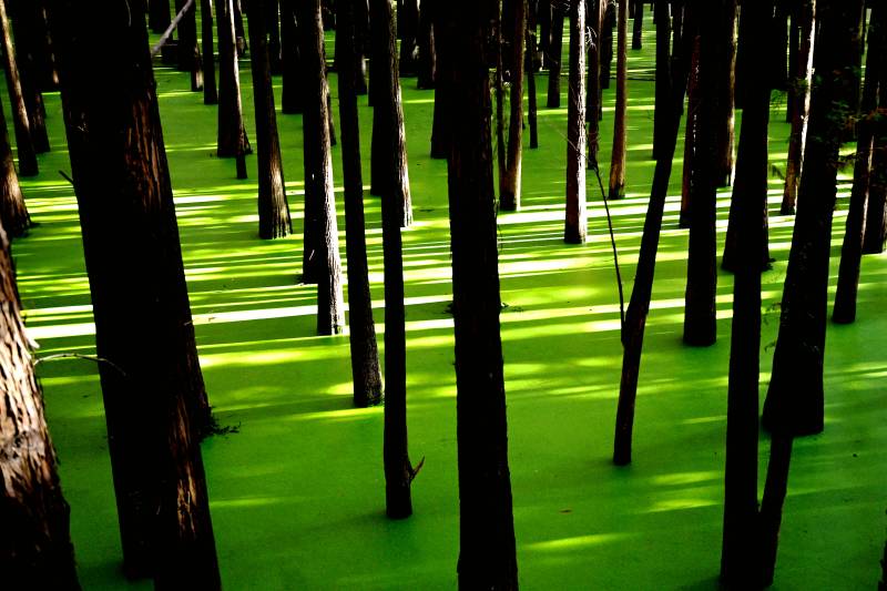 浙江青山湖水上森林浮萍覆盖水面图片