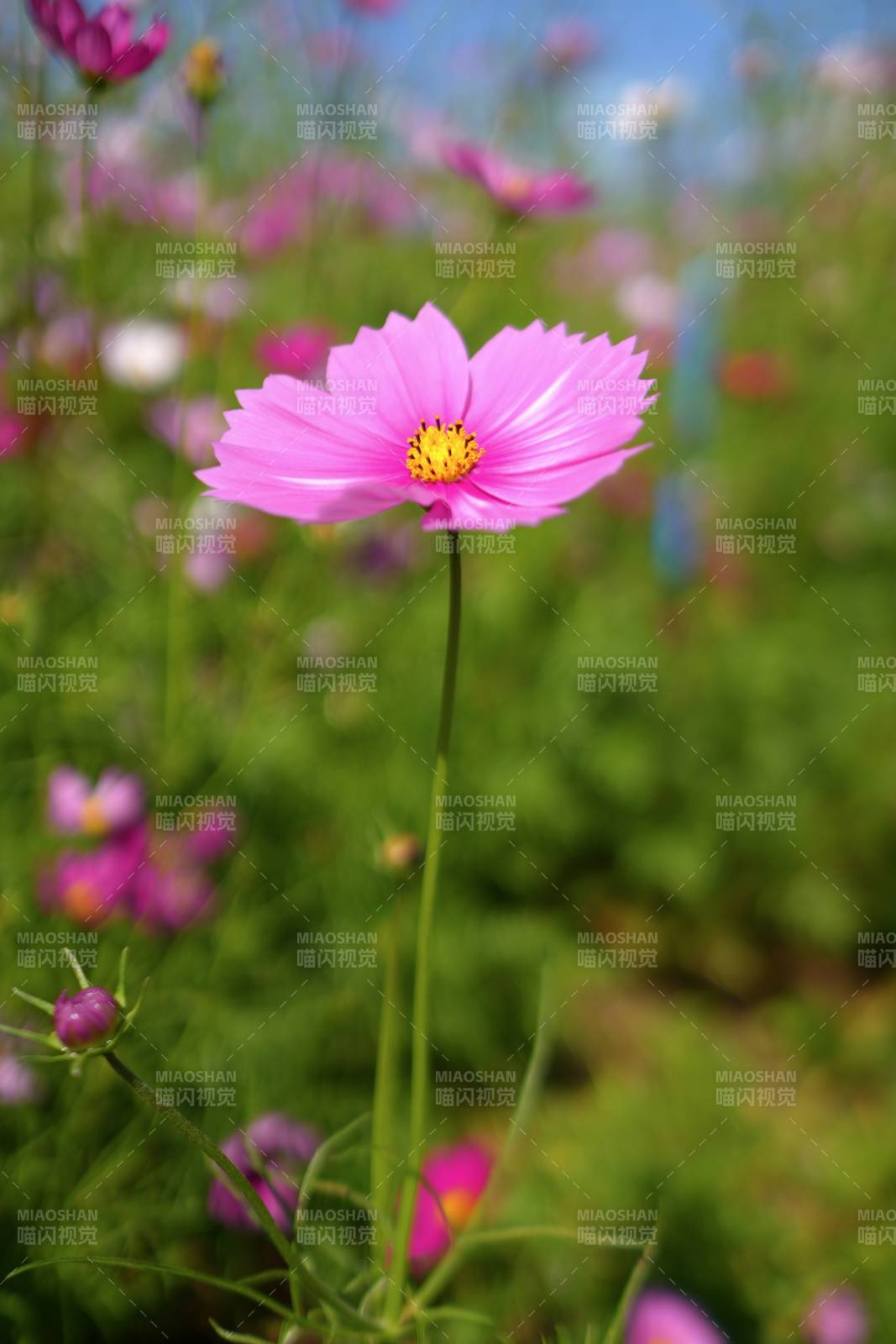 粉色菊花绽放 春意盎然图片