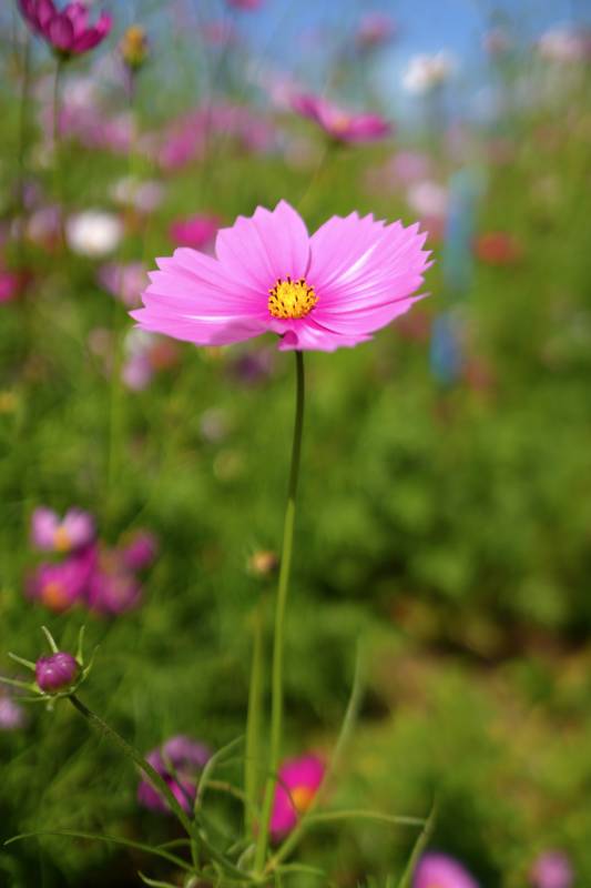粉色菊花绽放 春意盎然图片