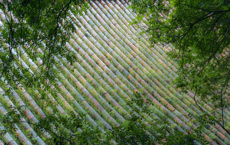 绿叶掩映瓦屋顶图片