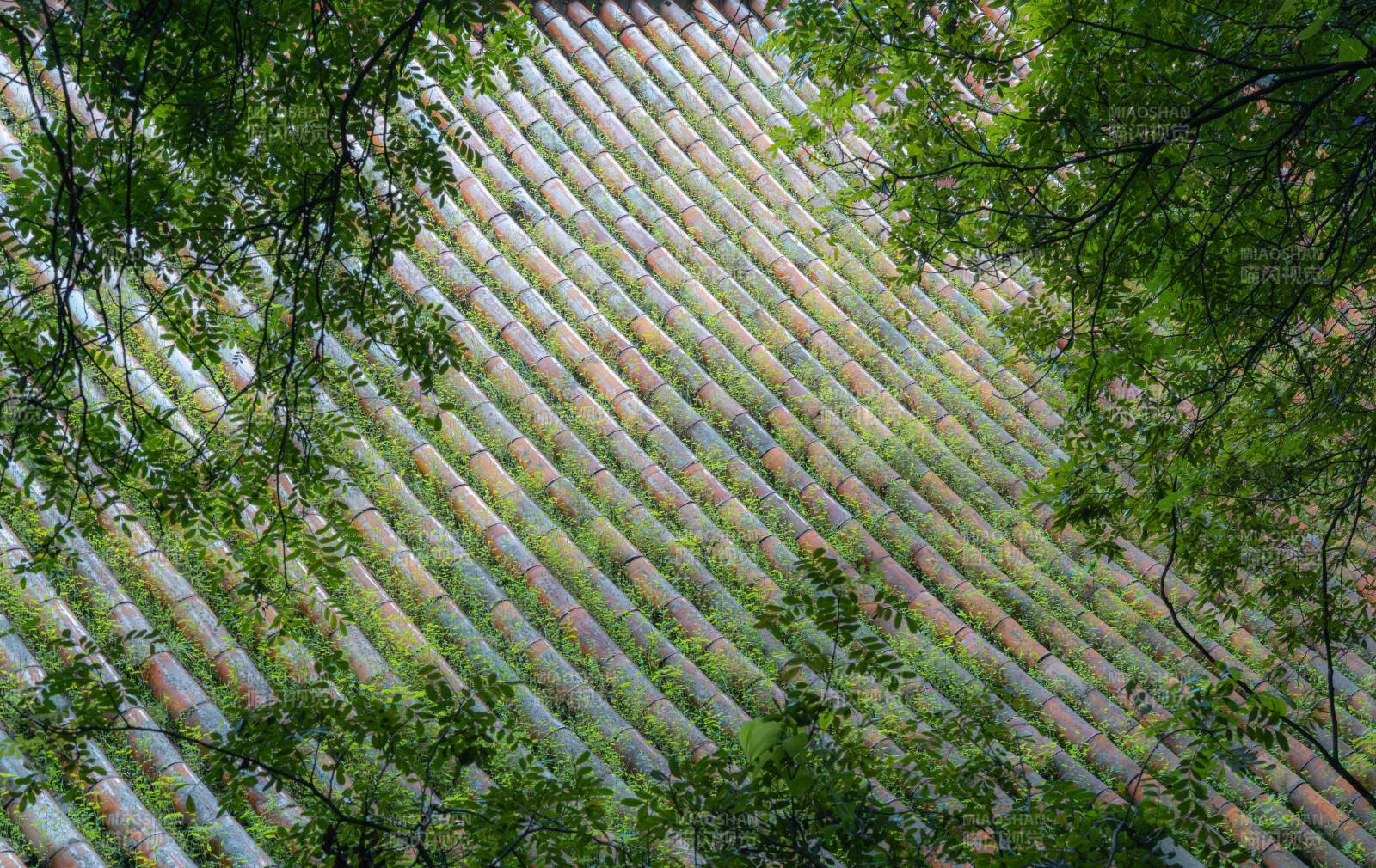 绿叶掩映瓦屋顶图片