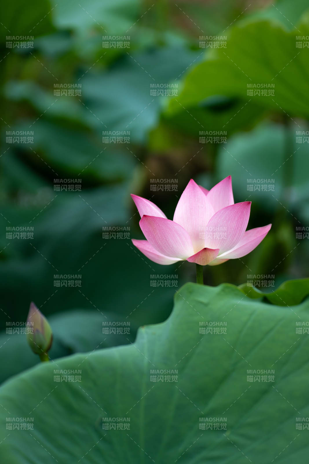 粉莲绽放绿叶间图片