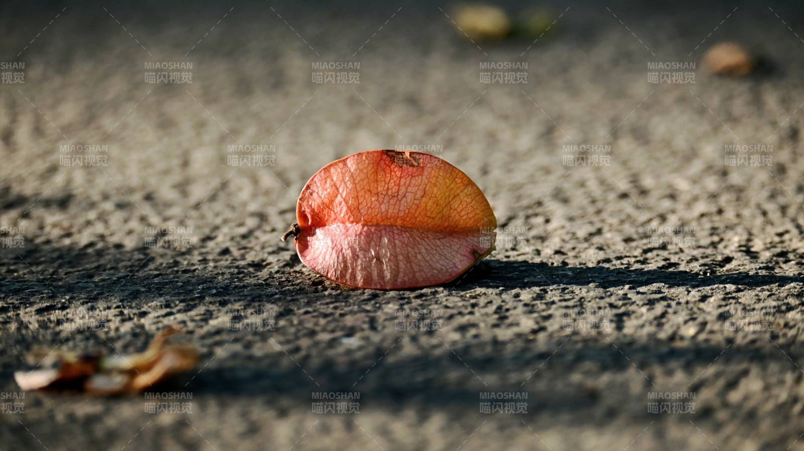落叶静卧石上图片