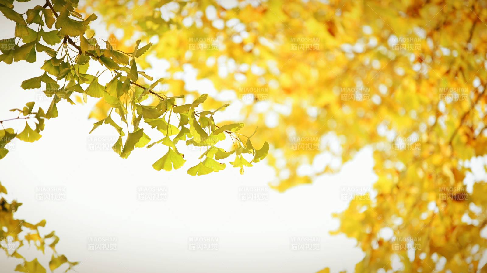 秋叶金黄映天空图片