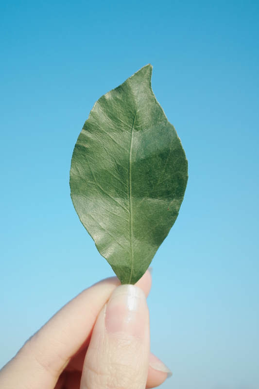 绿叶映蓝天图片