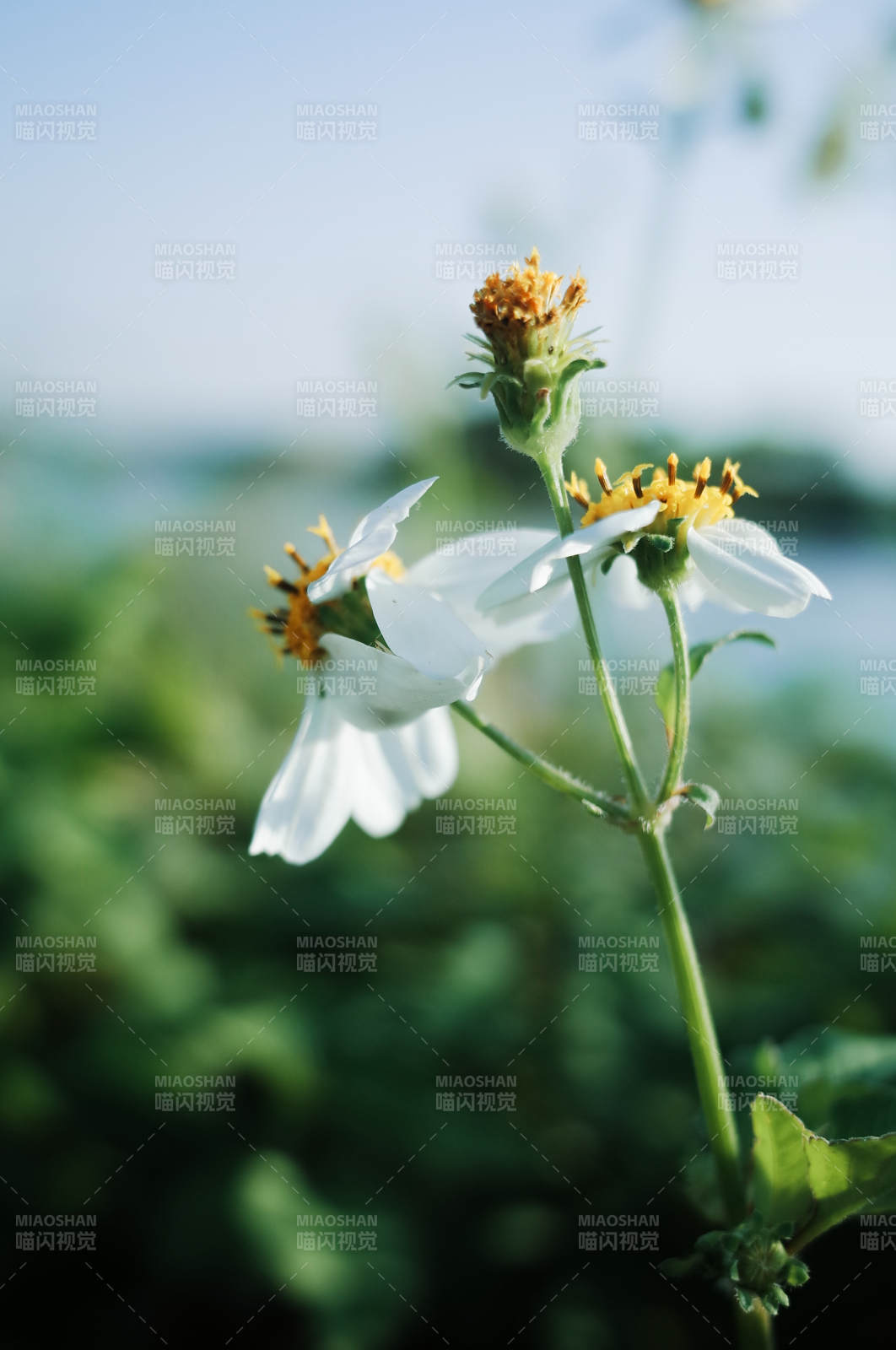 白花黄蕊迎风摇图片