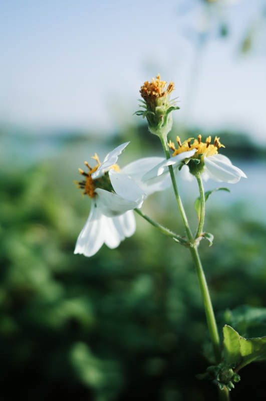 白花黄蕊迎风摇图片