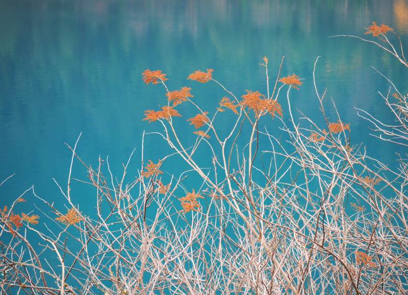 九寨沟秋枝映碧水图片