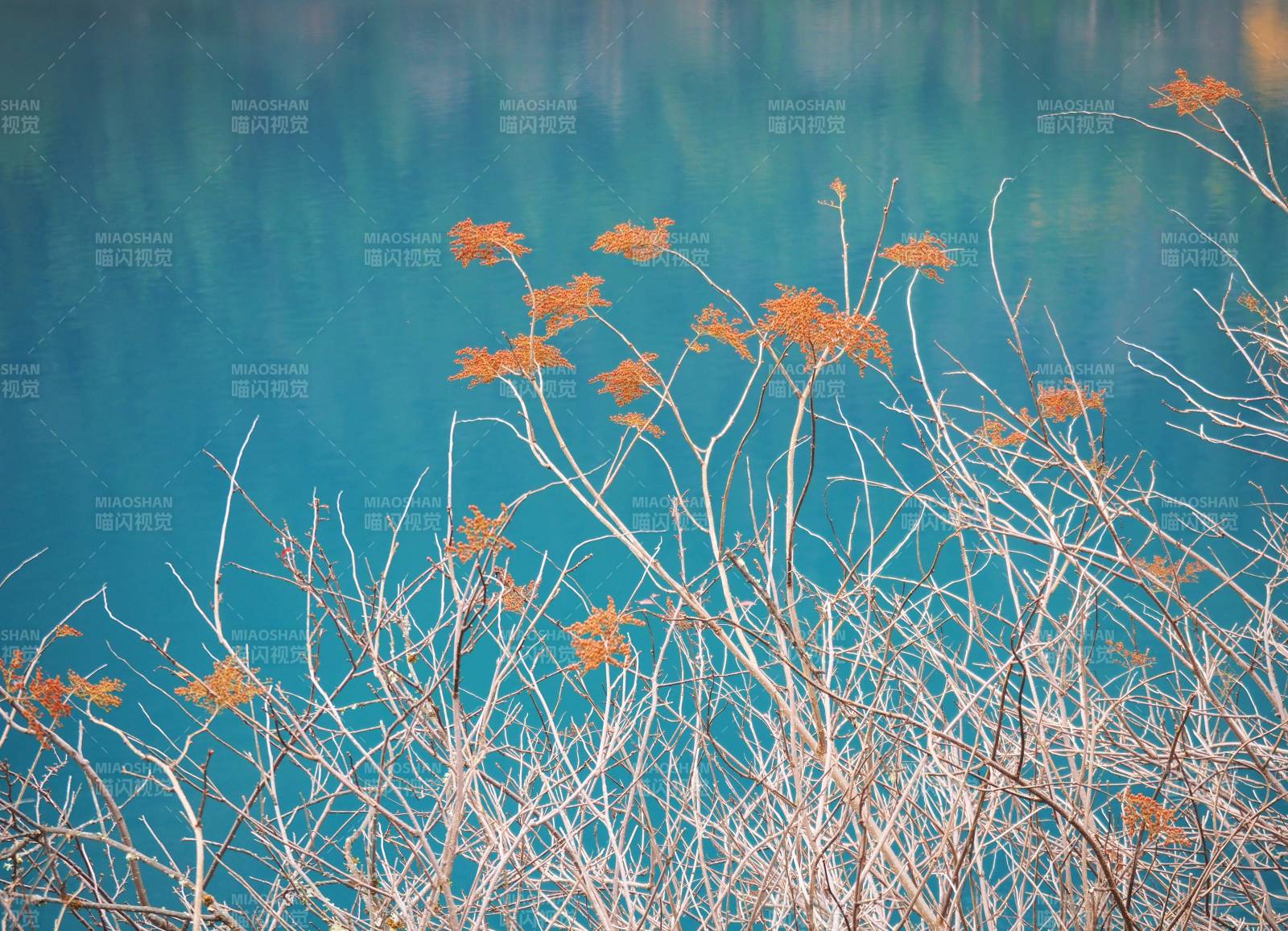 九寨沟秋枝映碧水图片