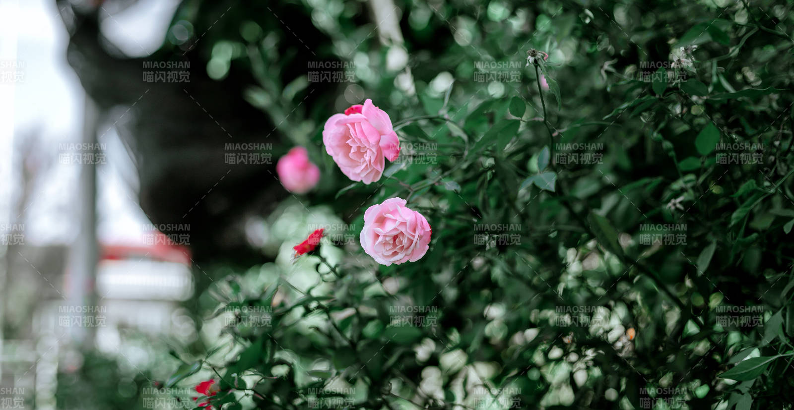 粉玫瑰绽放花园图片