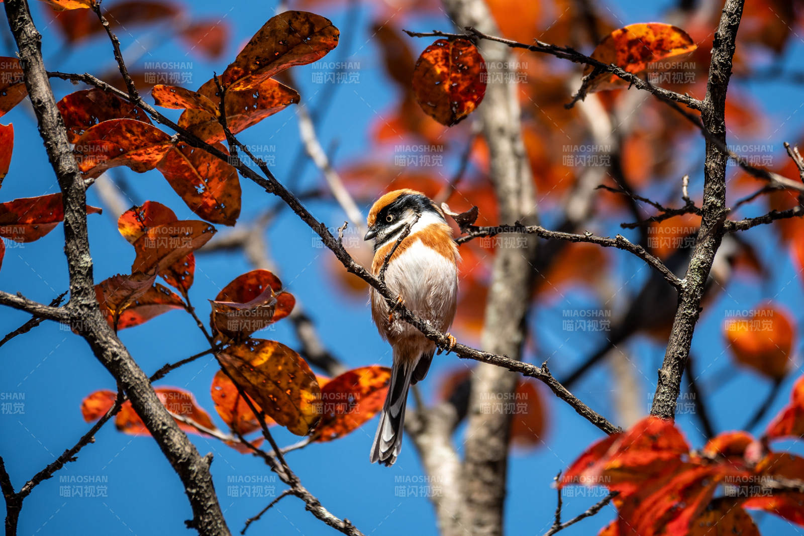 红头长尾山雀站枝头图片