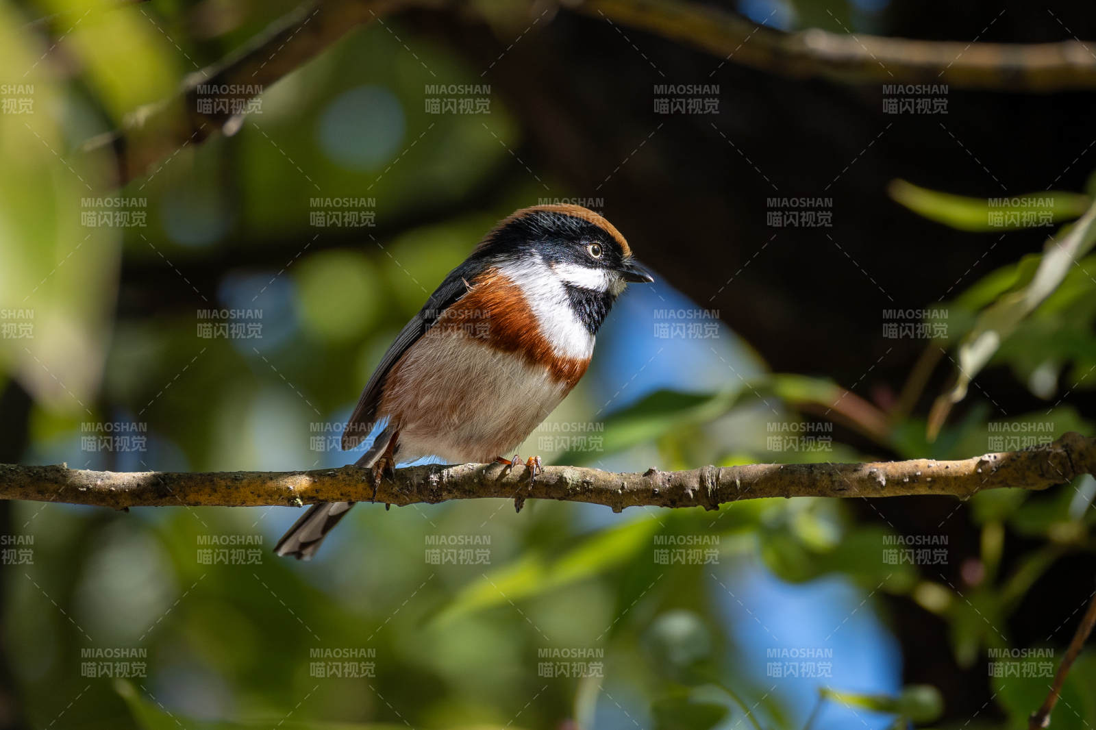 红头长尾山雀栖枝头图片