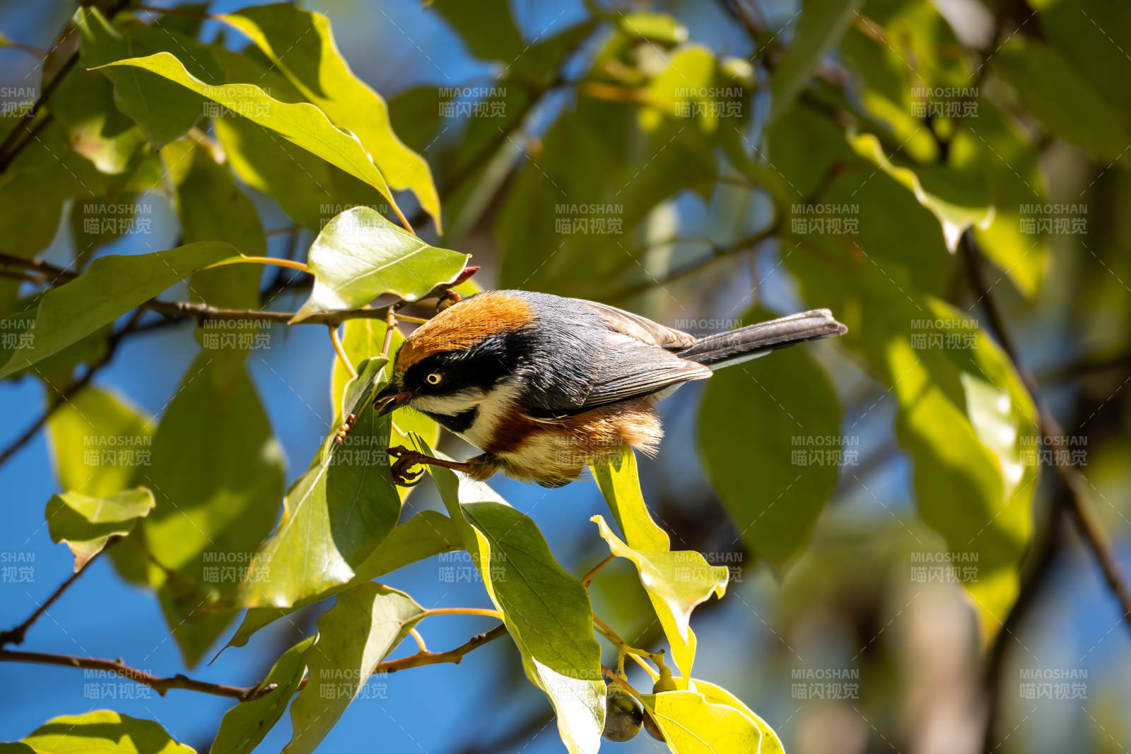 红头长尾山雀小鸟栖枝头图片