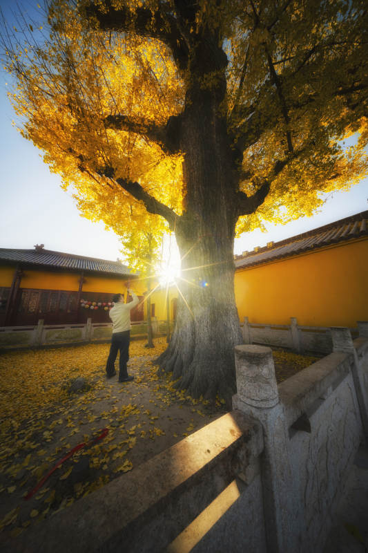 秋日古树光影图片