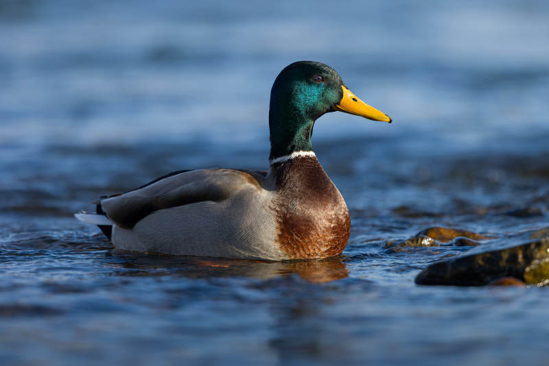 绿头鸭游水图片