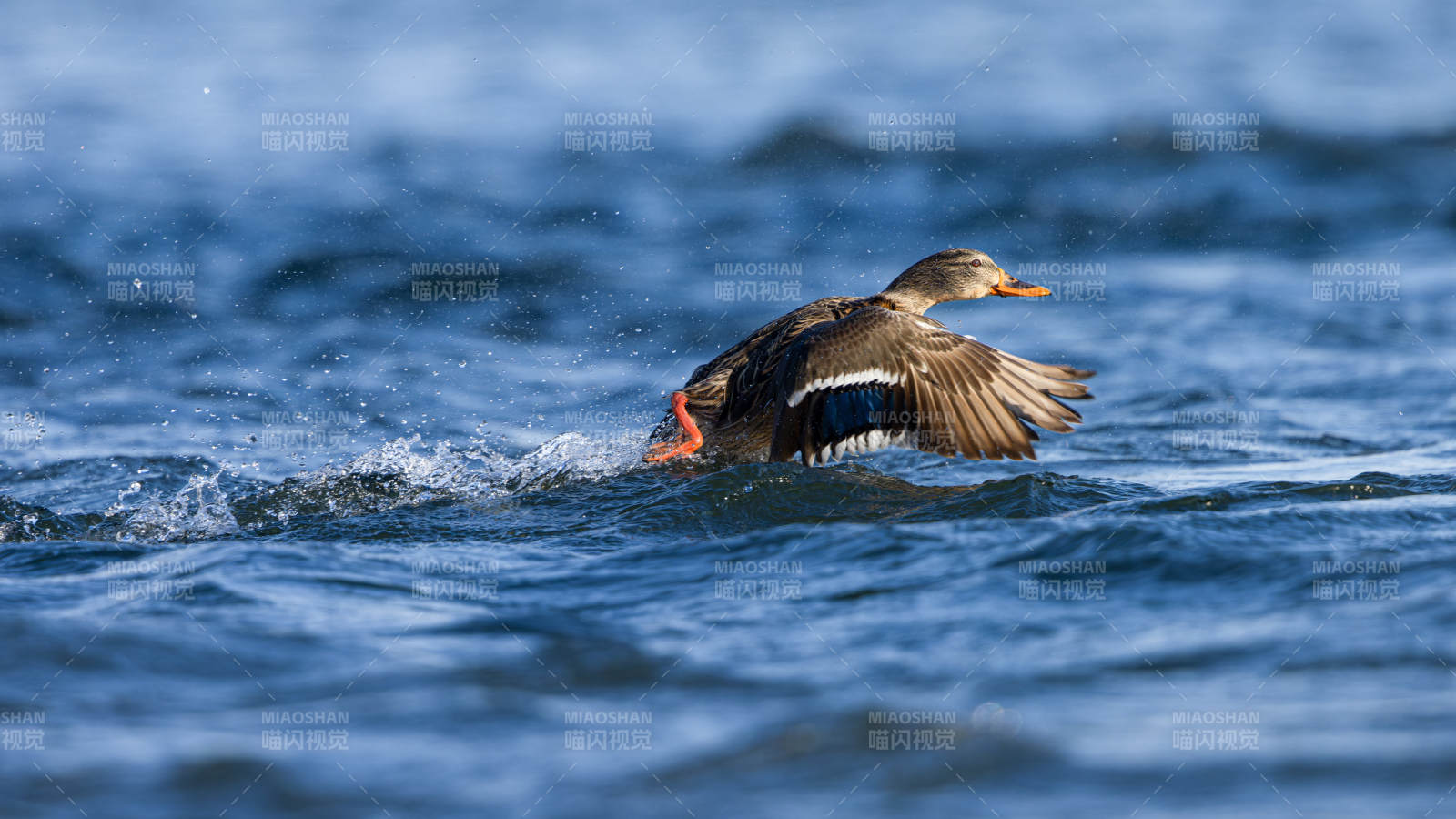 鸭子振翅水中游图片