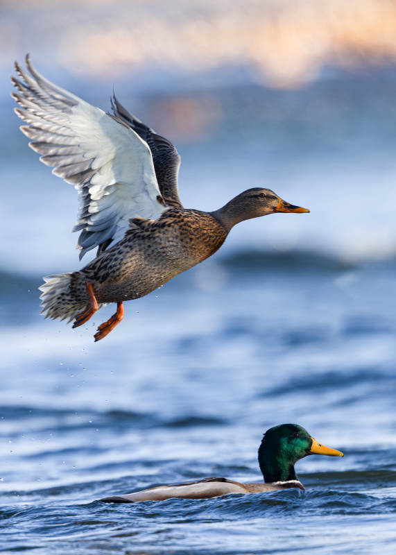 鸭翔水面 绿头静游图片