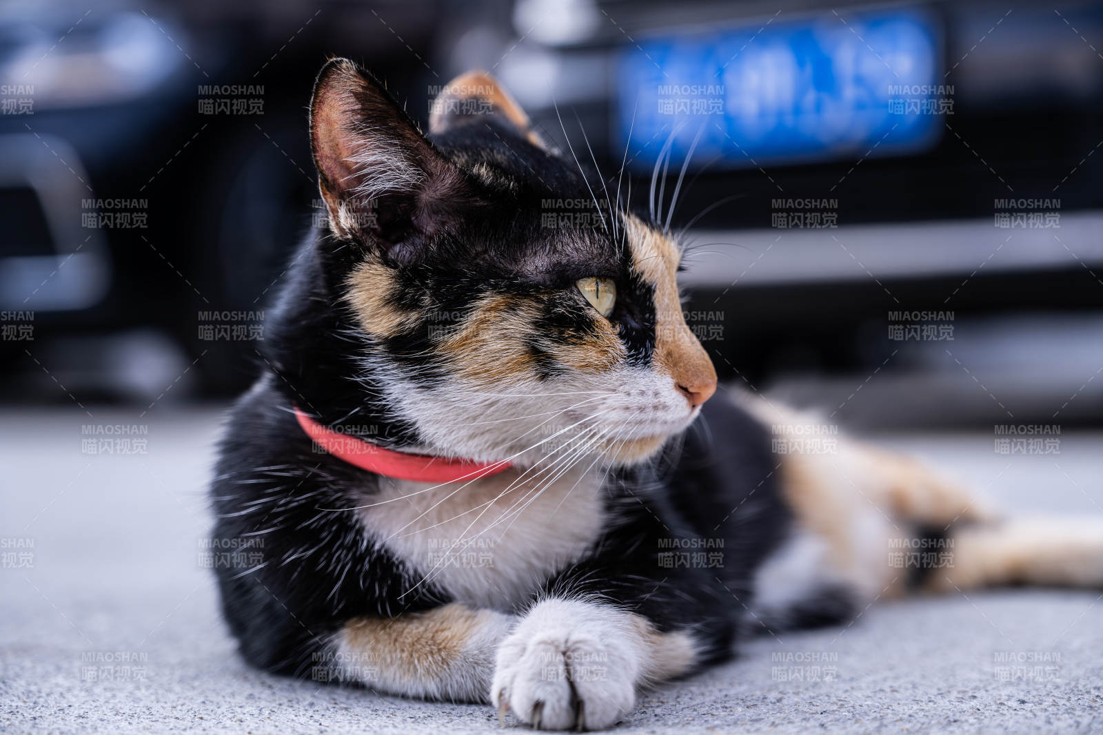 三花猫静卧街头图片
