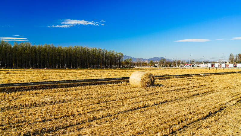 金田麦垛秋景图片