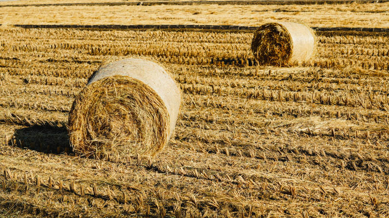 北京京西金秋麦田草垛图片