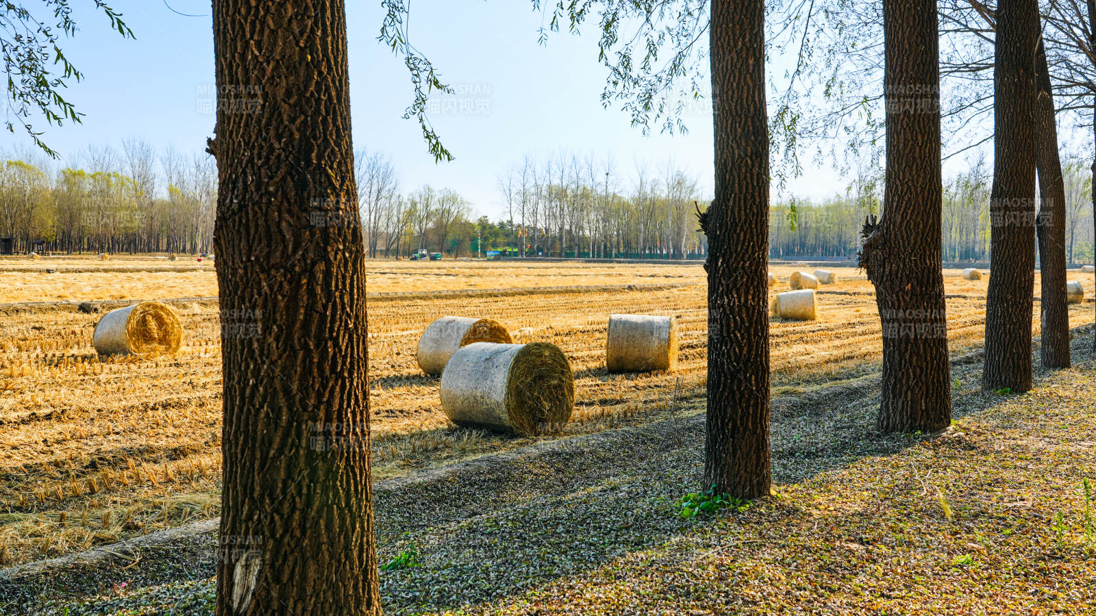 北京京西田野中的草垛与树影图片