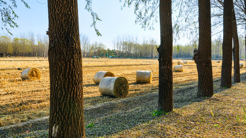 北京京西田野中的草垛与树影图片