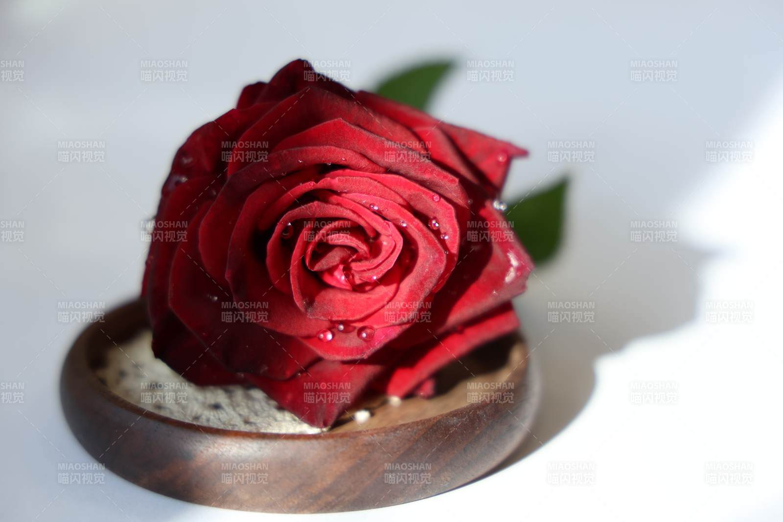 红玫瑰静谧绽放图片