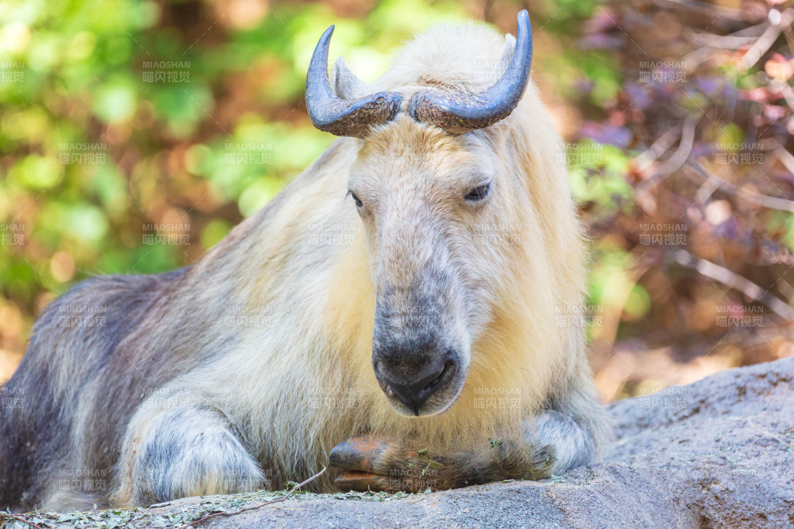 扭角羚静卧山石间图片
