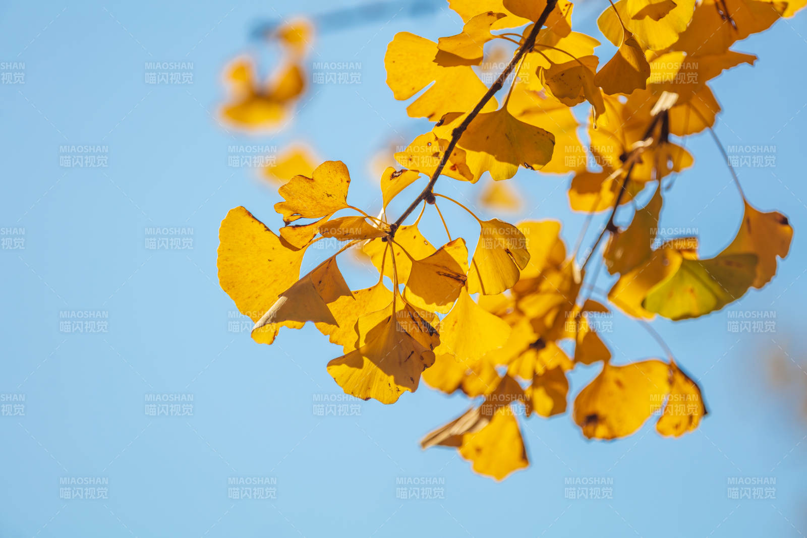 秋叶金黄映蓝天图片